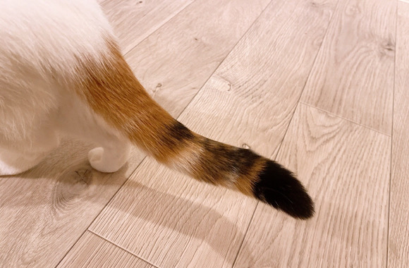 猫の足とフローリング
