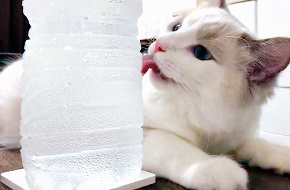 ペットボトルの水滴を舐める猫